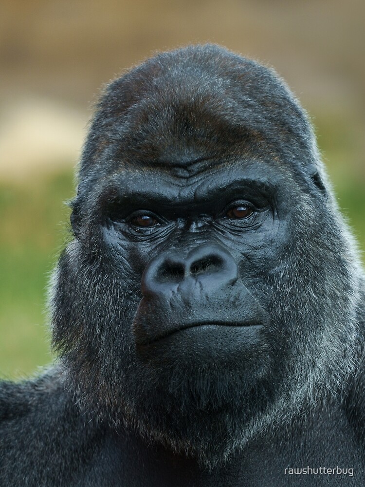 Thumbnail 3 of 3, Scarf, The Boss - The Silverback designed and sold by rawshutterbug.