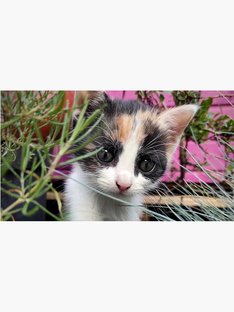Katze Amy entdeckt den Garten von Gourmetkater