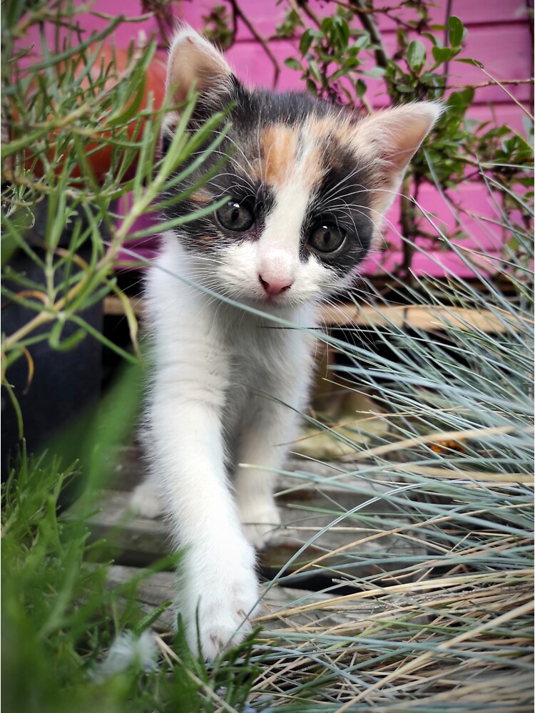 Thumbnail 3 von 3, Sticker, Katze Amy entdeckt den Garten designt und verkauft von Gourmetkater.