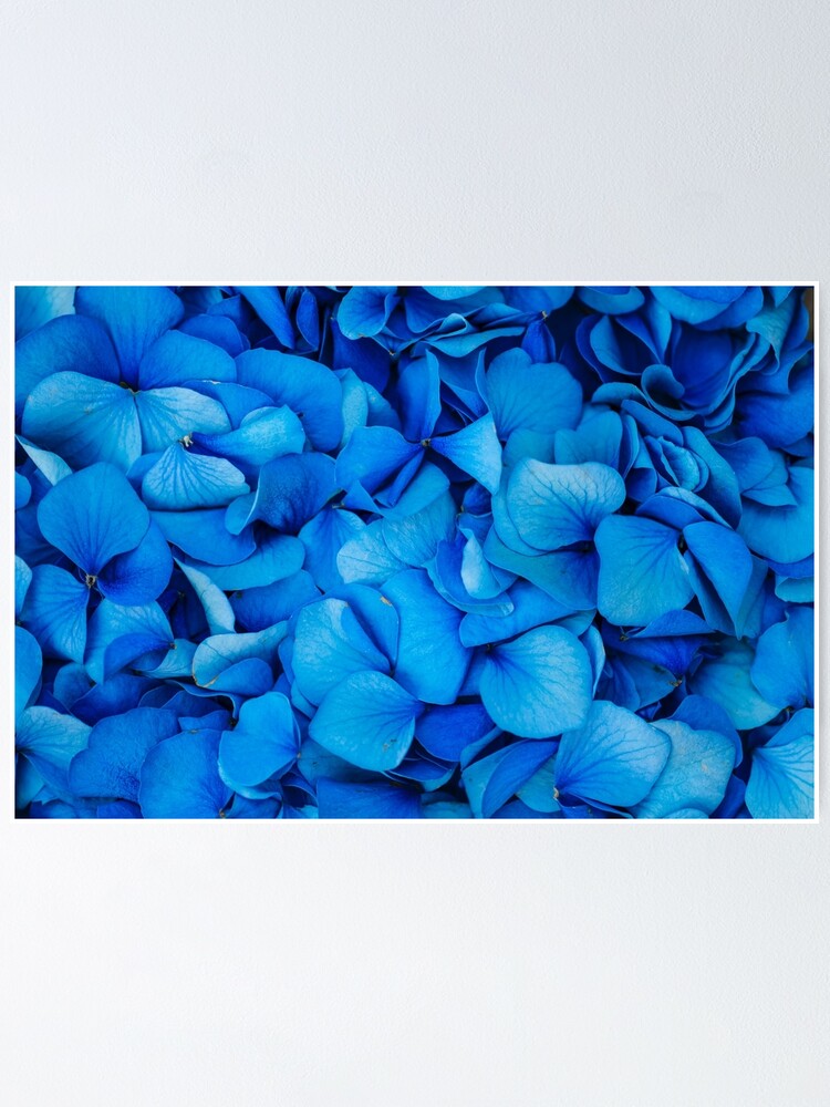 Póster «Hermosos pétalos de flores de hortensia azul real» de  newburyboutique | Redbubble