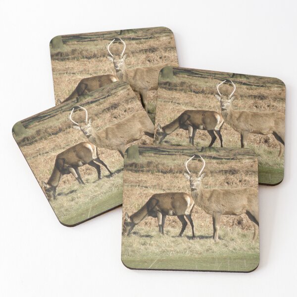 Item preview, Ciervo macho macho guardando su fotografía femenina designed and sold by naturegallery.