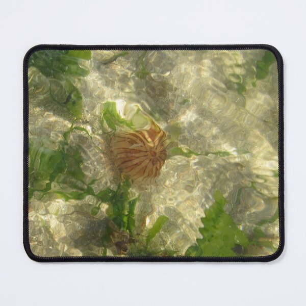 Item preview, Compass Jellyfish - Chrysaora hysoscella designed and sold by lezvee.