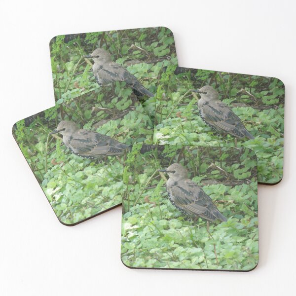 Item preview, Cute Little Starling in Winter Plumage Photograph designed and sold by naturegallery.