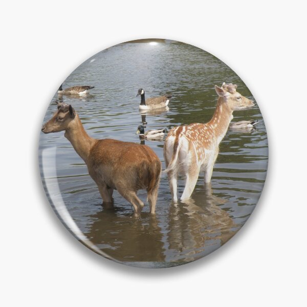 Item preview, Male Fallow Deer Taking A Dip Photograph designed and sold by naturegallery.