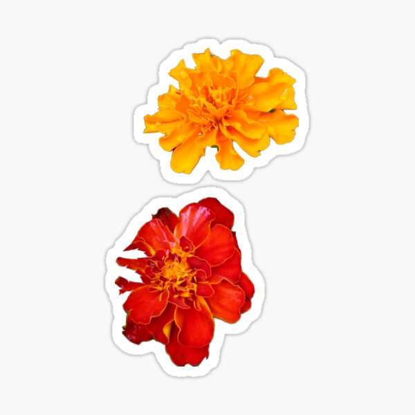 Item preview, Marigolds  designed and sold by AmandaFaye99.