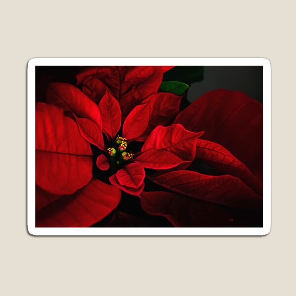 Poinsettia Magnet