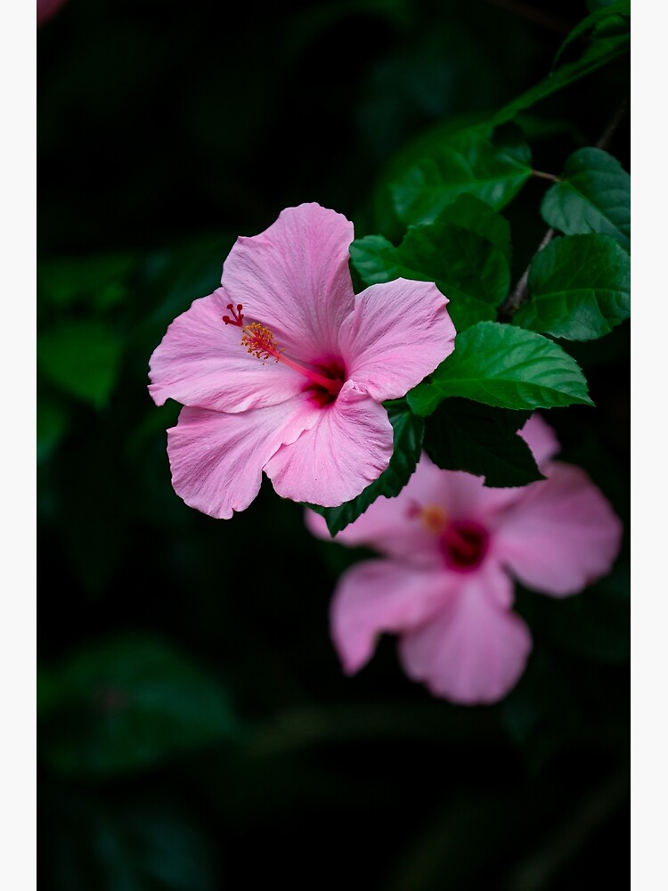 "Pink Hibiscus Flowers in Maui" Poster for Sale by EmilyH0522 Redbubble