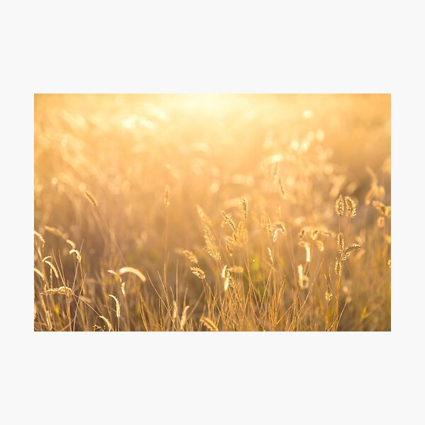 Morning Sun Photographic Print