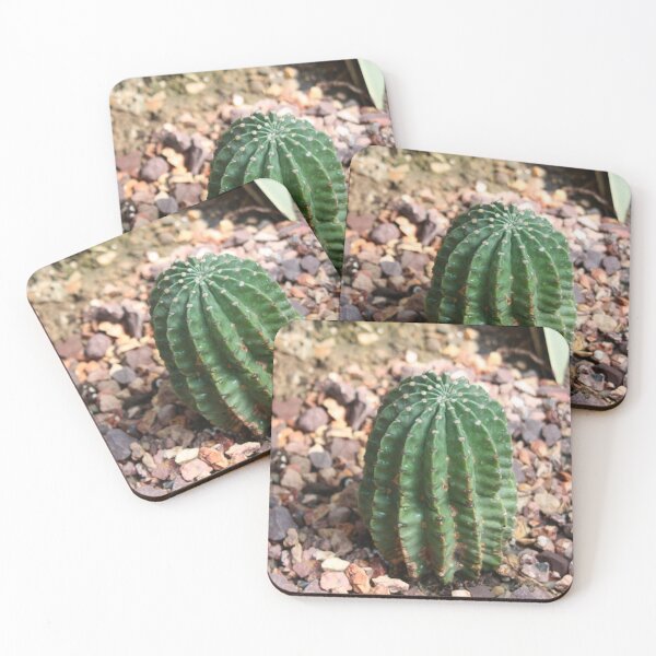 Item preview, Cactus 2 designed and sold by Seerce-Photos.