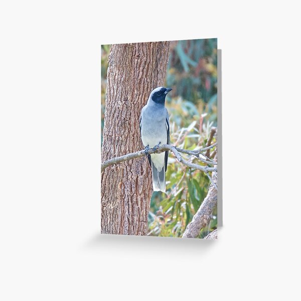 CUCKOOSHRIKE ~ Black-faced Cuckooshrike ZKJT8KGE by David Irwin ~ WO Greeting Card