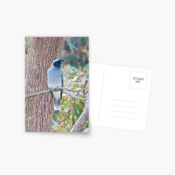 CUCKOOSHRIKE ~ Black-faced Cuckooshrike ZKJT8KGE by David Irwin ~ WO Postcard
