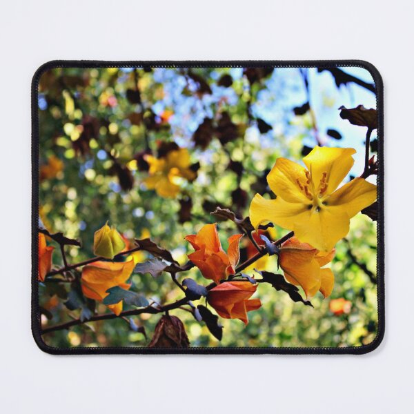 Item preview, California Flannelbush in Bloom designed and sold by Martha Sherman.