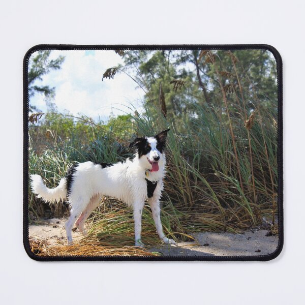 Item preview, Skipper Keeping Watch Over the Dunes designed and sold by banditandkoko.