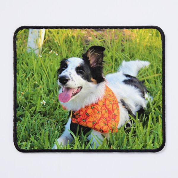 Item preview, Skipper Sporting Pumpkin Bandana designed and sold by banditandkoko.