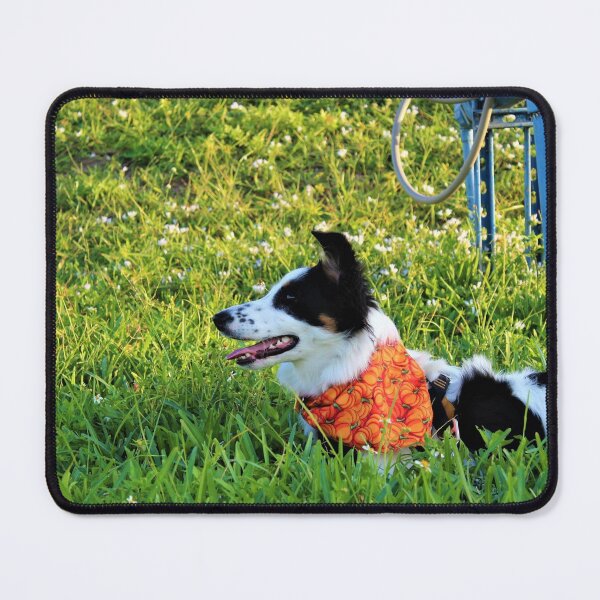 Item preview, Skipper Wearing her Pumpkin Bandana designed and sold by banditandkoko.