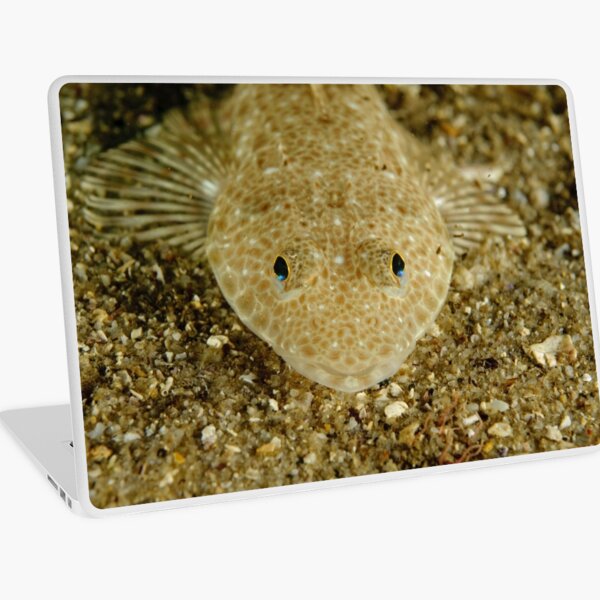 Juvenile Flathead Laptop Skin