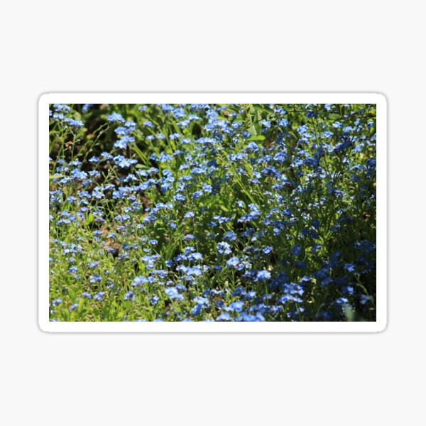 Blue Forget-me-nots Garden Flower Sticker