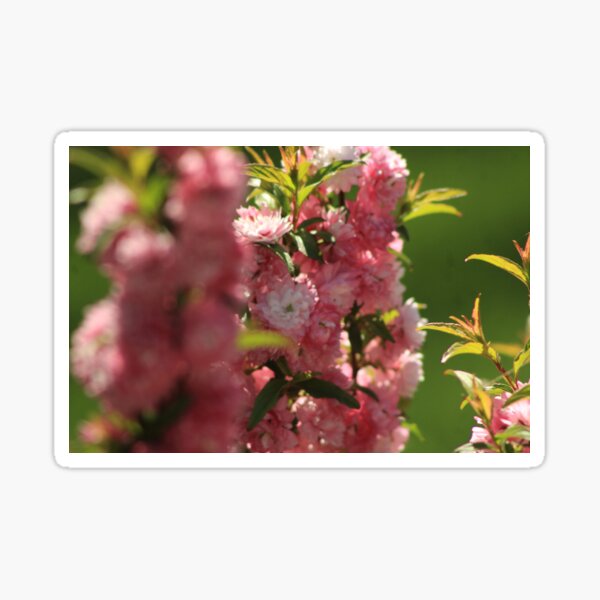 Beautiful Pink Garden Flower Sticker