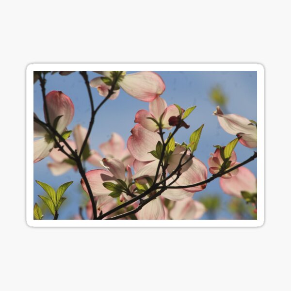 Dogwood Flower Blossoms in Spring Sticker
