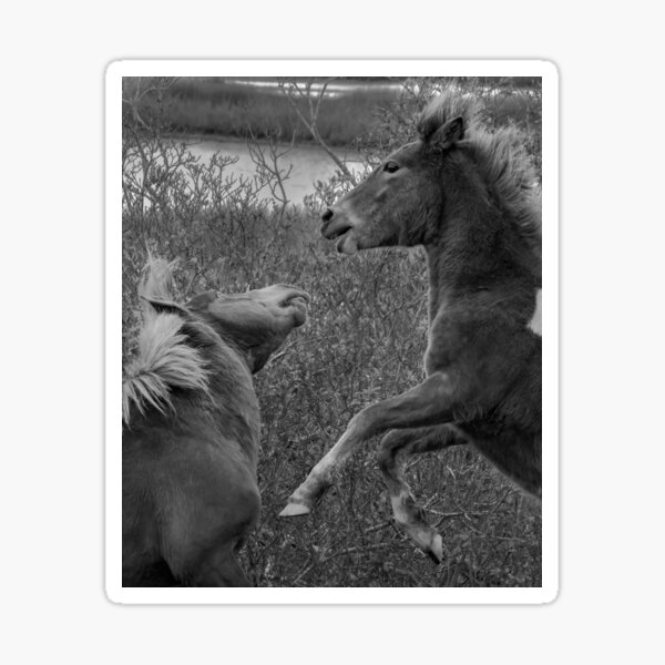 Item preview, Assateague Chincoteague Wild Horses designed and sold by nbrandsberg.