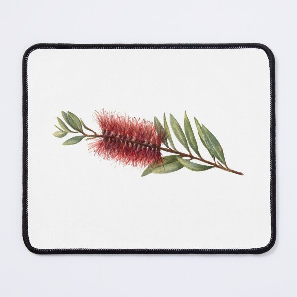 Item preview, Red Australian Floral Botanic Art Watercolour, Callistemon Bottle Brush designed and sold by RachaelCurryArt.