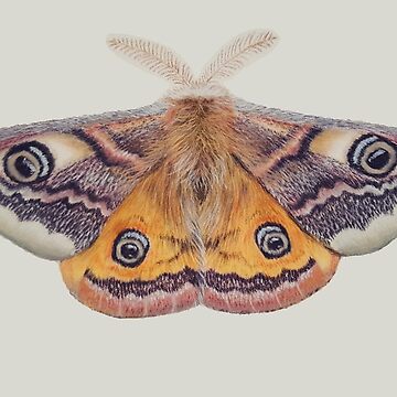 Artwork thumbnail, Emperor moth by Penguland