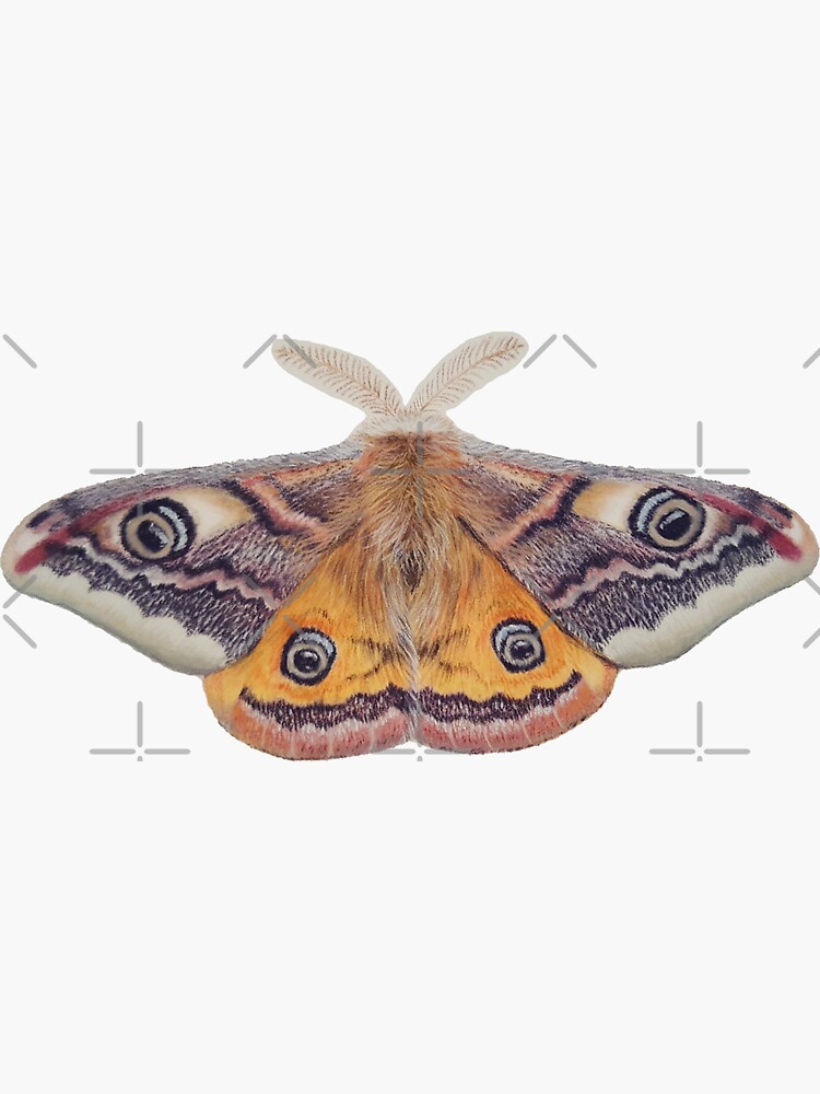 Thumbnail 3 of 3, Sticker, Emperor moth designed and sold by Penguland.