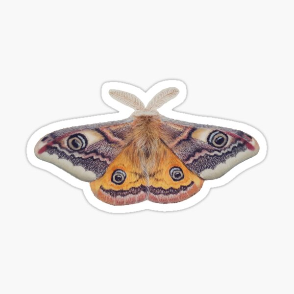 Emperor moth Sticker