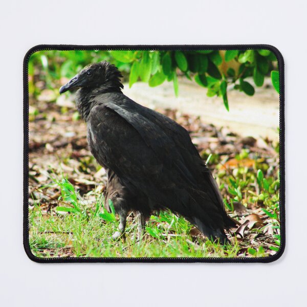 Item preview, Black-Headed Vulture designed and sold by banditandkoko.