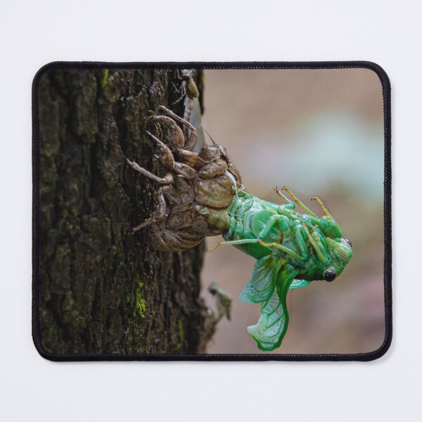 Item preview, Annual Cicada Molting designed and sold by nbrandsberg.