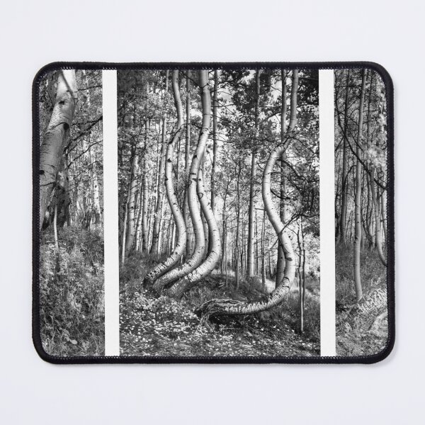 Item preview, Curved Aspens designed and sold by nbrandsberg.