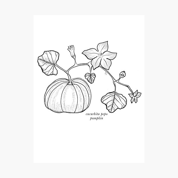Creeper drawing/How to draw pumpkin plant/Pumpkin plant drawing - YouTube