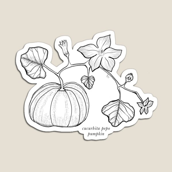 Scientific illustrations - #pumpkin #botany #botanical #plants #flowers  #vegetables #scientificillustration #illustration #illustrations  #scientific #science #drawing #picture #nature #naturelovers  #naturalhistory #naturalscience #book #books #art ...