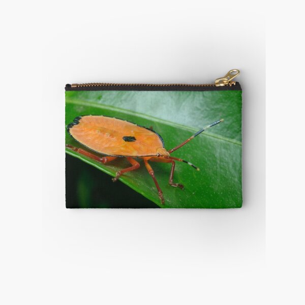 Item preview, Bronze Orange Stink Bug Nymph - Musgraveia sulciventris designed and sold by Andrew Trevor-Jones.