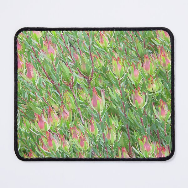 Artikelvorschau, Leucadendron Arty entworfen und verkauft von Keith Weeks.
