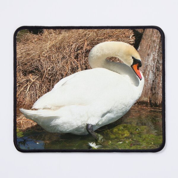 Item preview, Royal mute swan, Lake Eola, Orlando, Florida designed and sold by FranWest.