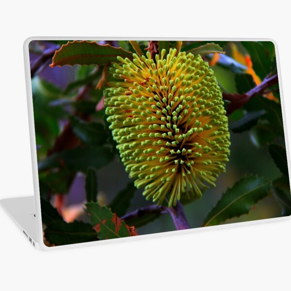 Banksia lemanniana Laptop Skin