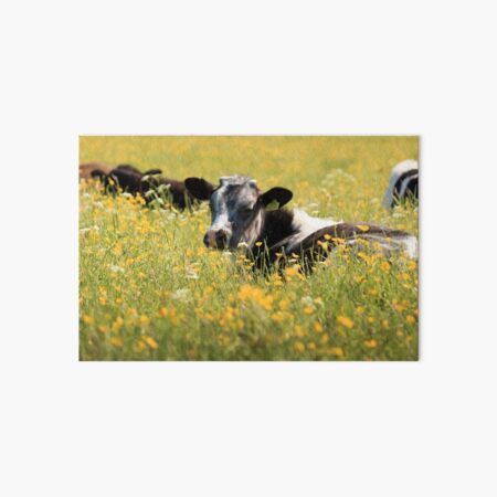 Cattle on the Plot Art Board Print
