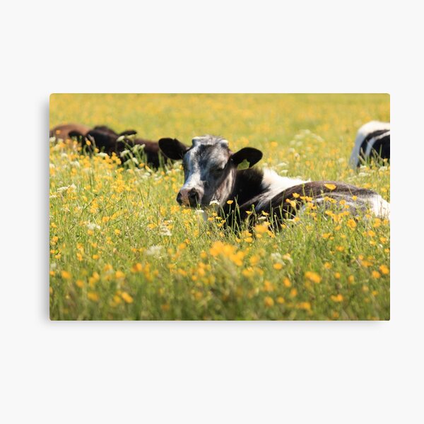 Cattle on the Plot Canvas Print