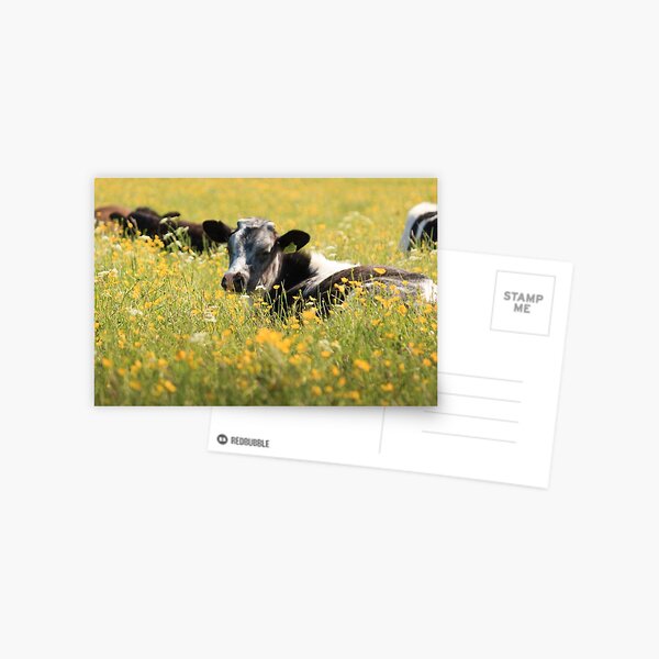 Cattle on the Plot Postcard