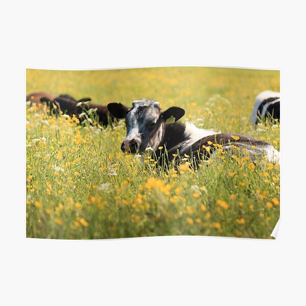 Cattle on the Plot Poster