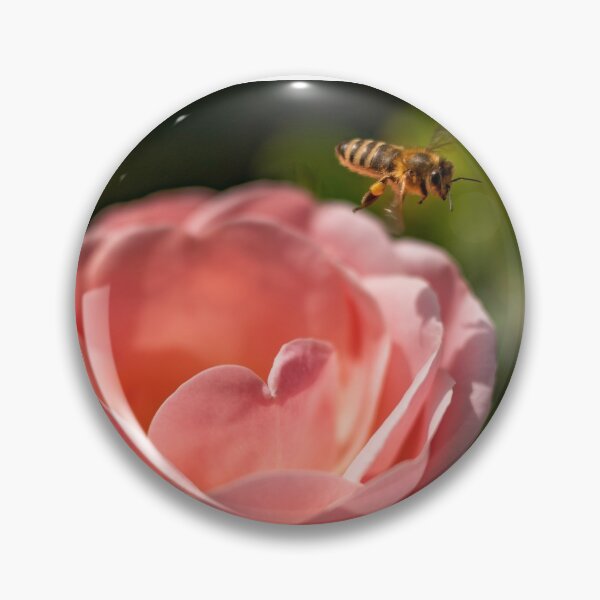 Item preview, Bee approaching an English rose designed and sold by Ingo Gerlach.