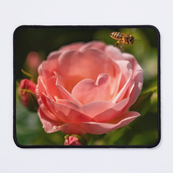 Item preview, Bee approaching an English rose designed and sold by Ingo Gerlach.