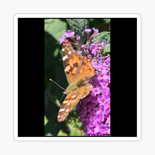 Painted Lady Butterfly Sticker