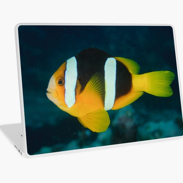 Clark's Anemonefish - Amphiprion clarkii Laptop Skin