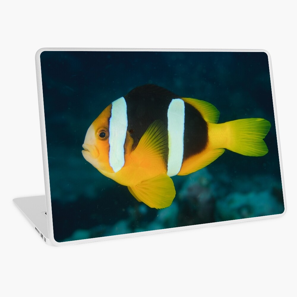 Clark's Anemonefish - Amphiprion clarkii Laptop Skin