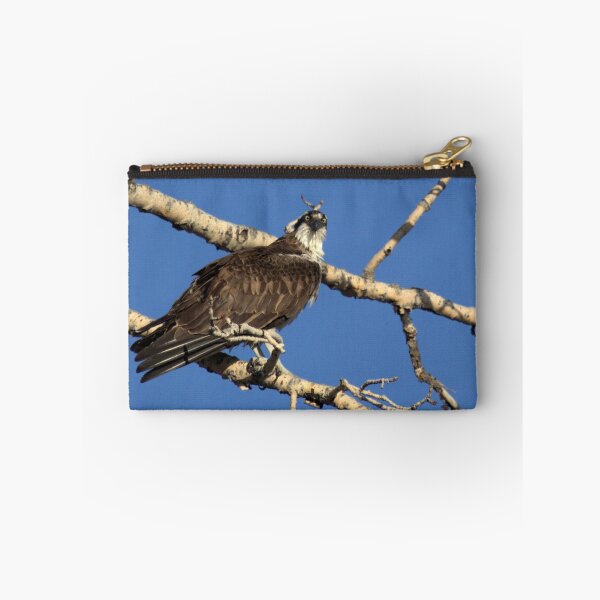 Artikelvorschau, Osprey Stare entworfen und verkauft von James (820Photography) Anderson.