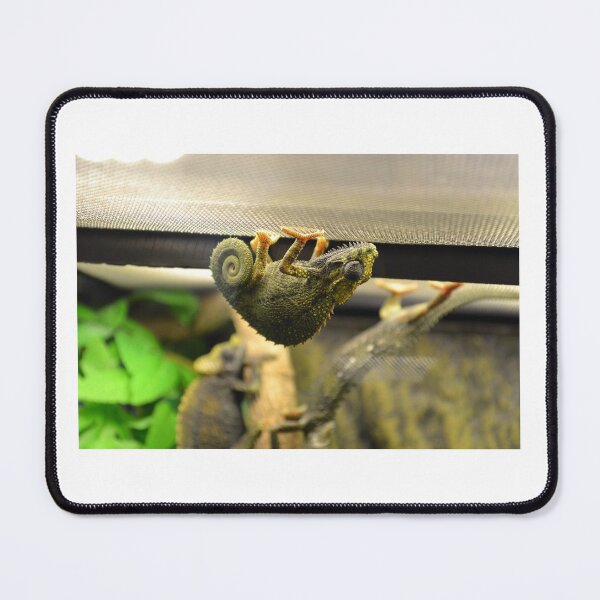 Item preview, Chameleon hanging out designed and sold by saravana.