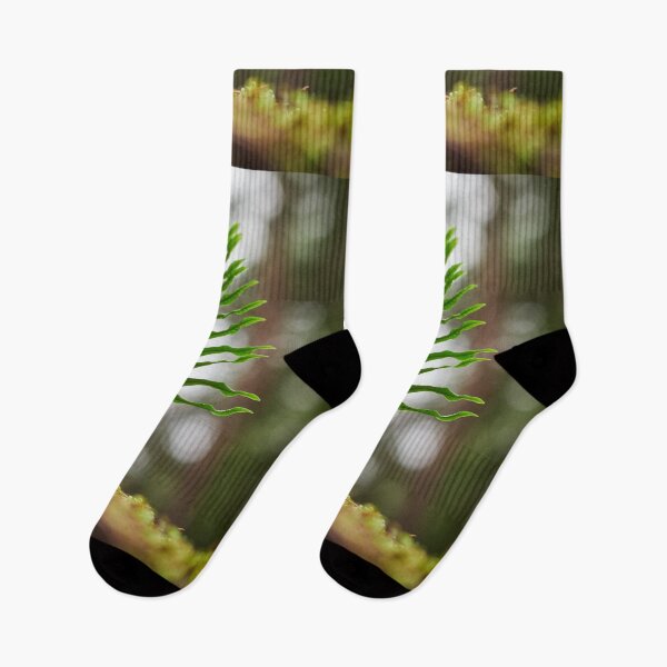 Item preview, Rising to the sky. Common polypody designed and sold by Jouko Lehto Photography.