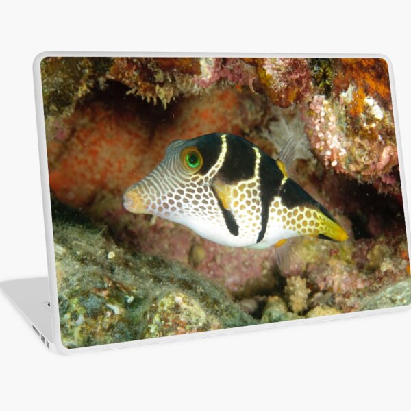 Clown toby - Canthigaster valentini Laptop Skin